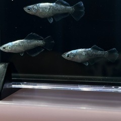 メダカ　スペード　稚魚10匹の画像