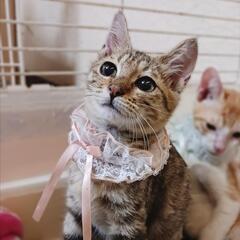 丸顔でお目々まんまるなキジちゃん★食いしん坊です！