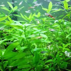 ハイグロ系水草・エンドラーズ