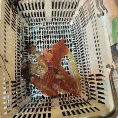 鳥取で釣り仲間募集‼️ - 鳥取市