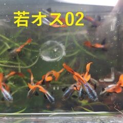 ★１ペア★ダンボグッピー3～3.5cm若魚、１ペアで1500円です。の画像