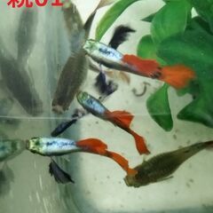 ★１ペア★ダンボグッピー3～3.5cm若魚、１ペアで1500円です。の画像