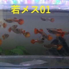 ★１ペア★ダンボグッピー3～3.5cm若魚、１ペアで1500円です。の画像