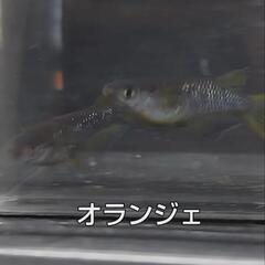 深谷市道の駅おかべ　金魚、メダカ販売！ − 埼玉県