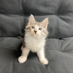 里親募集　北広島市　生後2ヶ月　子猫①