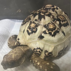 お話し中です。　ヒョウモンリクガメ
