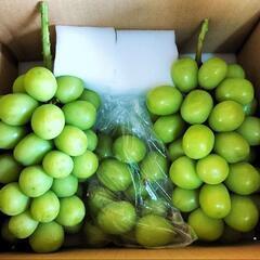【農家直売】シャインマスカット 1.5kg(2房+粒)①の画像