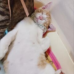 よく食べよく遊ぶ元気な茶白くん★去勢手術済