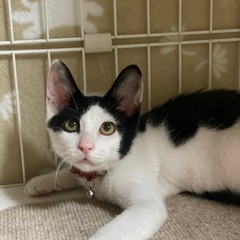 ずきんぼーや　 『はっちゃん』　ずっとのおうち探しています