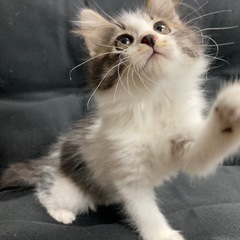 里親募集　北広島市　生後2ヶ月　子猫②