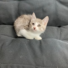 里親募集　北広島市　生後2ヶ月　子猫③