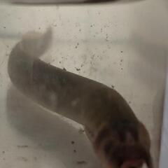 スナヤツメウナギ 1匹ですの画像