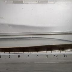 スナヤツメウナギ 1匹ですの画像