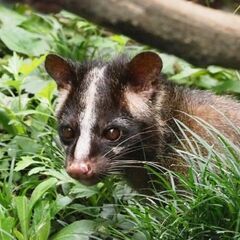 ネズミ駆除、コウモリ駆除等の害獣駆除なら【害虫駆除ダッシュ３６５ 市川営業所】 - 害虫/害獣駆除