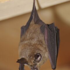 ネズミ駆除、コウモリ駆除等の害獣駆除なら【害虫駆除ダッシュ３６５ 大宮営業所】 - さいたま市