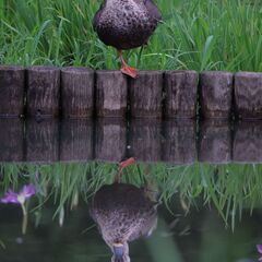 【LUMIXユーザー必見！】LEICA DG VARIO-ELMAR 100-400mm/F4.0-6.3 ASPH./POWER O.I.S.の画像
