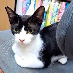 甘えっ子さんのハチワレ猫さんです♪