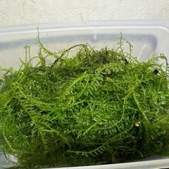 決まりました！ウィローモス ★ 大容量