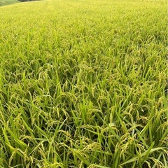 （令和6年新米）夢つくし　玄米30キロ