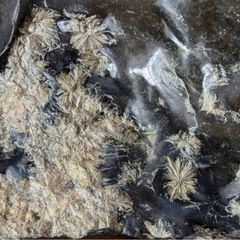 菊花石