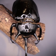 マルスゾウカブト•2令幼虫2頭の画像
