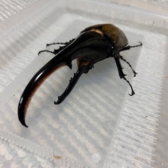 ヘラクレスオオカブト ペア