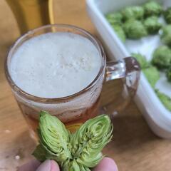 ホップの苗(品種：CTZ/ゼウス) ビールに追ホップで。ベランダでもプランターで栽培可。の画像