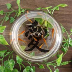 京都限定　メダカ好きな人一緒にお話しませんか？