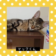 里親さま決定❤️マックくん🌟5ヶ月
