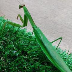 (緑系)天然オオカマキリPA
