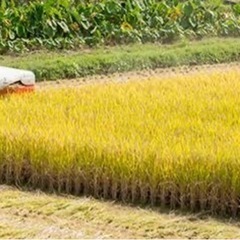 お米　玄米　コシヒカリ　9/14収穫　100%自家栽培　最終限定7袋 NO5