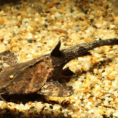 熱帯魚 バンブルビーキャット バンジョーキャット各２匹おまけ有の画像