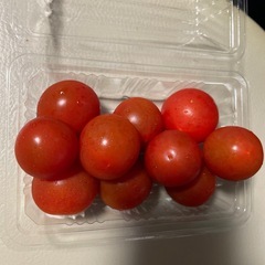 【一旦〆切ました】無農薬ミニトマト（家庭菜園）