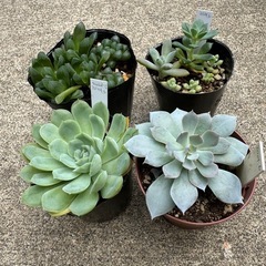 多肉植物セットA