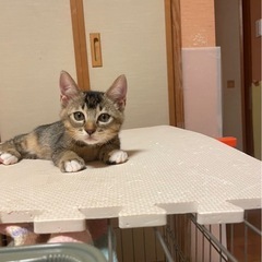 長い尻尾のいっくん　里親募集終了！