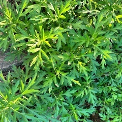 無料⭐️赤唐辛子、ニガナ、グアバ、ヨモギの画像