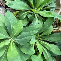 無料⭐️赤唐辛子、ニガナ、グアバ、ヨモギの画像