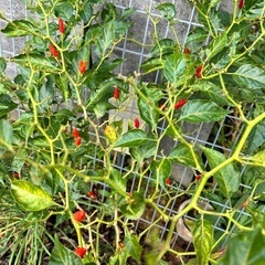 無料⭐️赤唐辛子、ニガナ、グアバ、ヨモギの画像