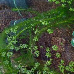 水草　アナカリス　浮き草　メダカ　金魚