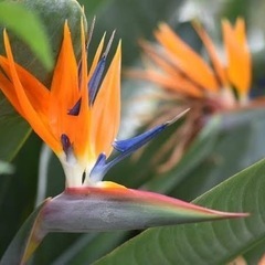 極楽鳥花　ストレチア　大株
