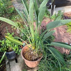 極楽鳥花　ストレチア　大株
の画像