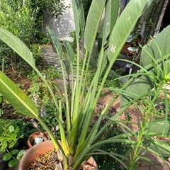 極楽鳥花　ストレチア　大株
の画像