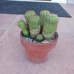 サボテン　鉢付き