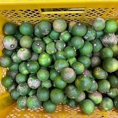 訳ありカボス1キロ　大量にあります‼︎ 格安で販売中です。の画像