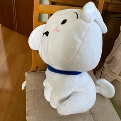 保護犬”しろ“ブサ可愛い　春日部出身の画像