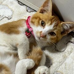 ★里親様✨募集致します★カロンちゃん※9/8(日)澄川シェルター...