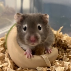 ハムスター5匹（里親さん最終確認中）