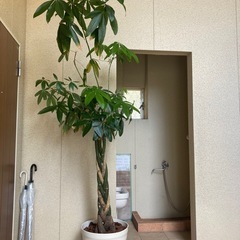 2.3mパキラ