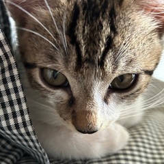 保護猫、オス、2ヶ月半、