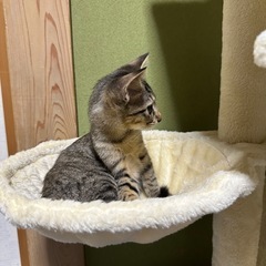 3ヶ月のキジトラ猫を飼っていただける方を探しています